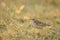 Paddyfield Pipit  Anthus rufulus   at sunrise