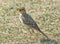 Paddyfield pipit bird