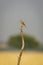 paddyfield pipit or Oriental pipit or Anthus rufulus bird perched at tal chhapar sanctuary churu rajasthan india asia