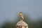 Paddyfield pipit or Oriental pipit, Anthus rufulus, Grassland Area,