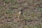 Paddyfield pipit or Oriental pipit bird