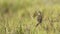 Paddyfield pipit in Pottuvil, Sri Lanka