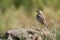 Paddyfield pipit standing on a small rock, in Nepal