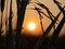 Paddyfield Sunrise Silhouette