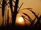 Paddyfield Sunrise Silhouette