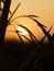 Paddyfield Sunrise Silhouette