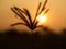 Paddyfield Sunrise Silhouette