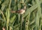 paddyfield warbler