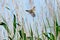 Paddyfield Warbler Acrocephalus agricola.