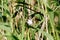 Paddyfield Warbler Acrocephalus agricola.