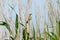 Paddyfield Warbler Acrocephalus agricola.