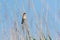 Paddyfield Warbler Acrocephalus agricola.