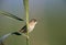 The paddyfield warbler Acrocephalus agricola