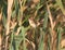 Paddyfield warbler Acrocephalus agricola