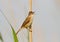 A Paddyfield warbler singing