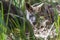 Pademelon closeup- native Australian marsupial mammal.