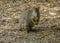 Pademelon small marsupial