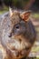 A Pademelon in Tasmania Australia