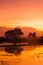 Padi Field at Dawn