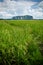 Padi Field and Mountain