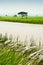 Padi Field and Water Canal