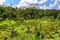 Padi Terrace, Bali, Indonesia - Local plantation of the layered rice terrace in Bali Island, Indonesia