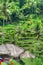Padi Terrace, Bali, Indonesia - Local plantation of the layered rice terrace in Bali Island, Indonesia