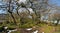 Padley Gorge Ancient Woodland