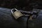 Padlock and bolt securing an old wooden gate