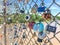 Padlocks on a chainlink fence