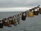 Padlocks pinned to the chain and Baltic Sea