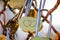 Padlocks symbols of love hanging on a fence