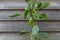 Padron chilli peppers growing