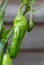 Padron pepper chilli plant