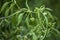 Padron pepper hanging on the plant