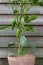 Padron pepper plant