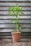 Padron pepper pot plant