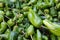 Padron Peppers