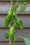 Padron peppers on plant