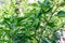 Padron peppers on the plant, organic farming