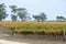 Padthaway Wine Region