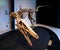 PADUA, ITALY - JANUARY 6, 2017: a dinosaur skeleton reconstruction Australoraptor cabazai