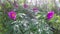 Paeonia anomala at taiga forest close-up