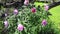 Paeonia anomala at taiga forest close-up