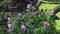 Paeonia anomala at taiga forest close-up