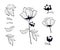 Paeonia. Blooming peony set of black contour drawings. Peony`s p