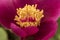 Paeonia borteroi rose-pink highly fragrant flowers of large size with huge petals of intense rose-red color large yellow stamens