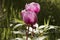 Paeonia borteroi rose-pink highly fragrant flowers of large size with huge petals of intense rose-red color large yellow stamens