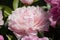 Paeonia Flower