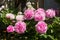 Paeonia Flowers